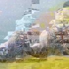 Haaretz / Sea turtle gets help from student