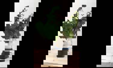 Bio | קובי חכם