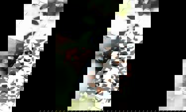 אויריה | מירב ססטייארי