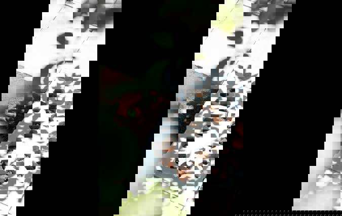 אויריה | מירב ססטייארי