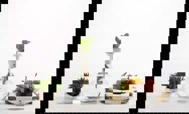 BIOSENSOR | אביגיל דור