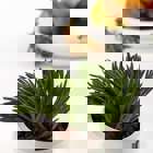 BIOSENSOR