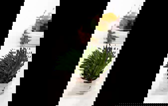 BIOSENSOR | אביגיל דור