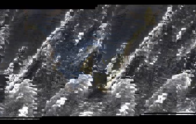 אורן אוחיון | המנצח בנגינות