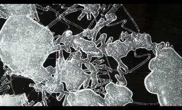 דניאל שכטר | GLUCOSE