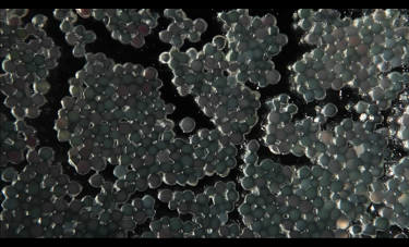 דניאל שכטר | GLUCOSE