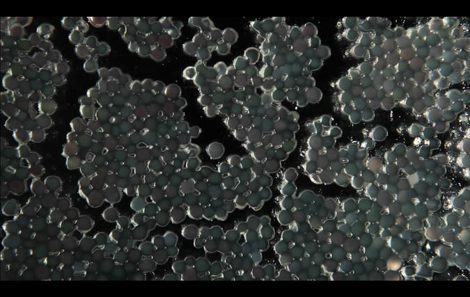 דניאל שכטר | GLUCOSE