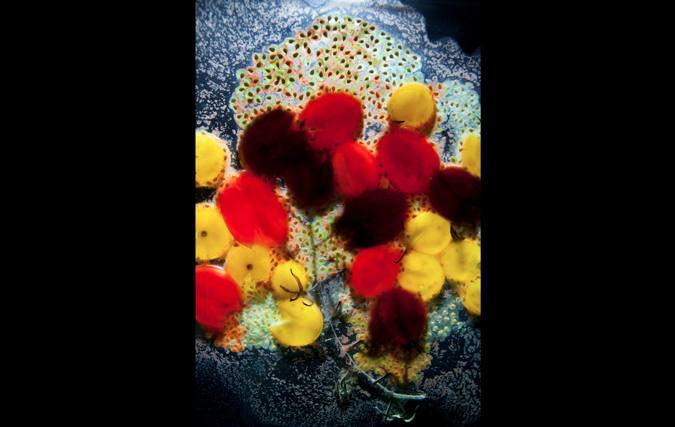 דניאל שכטר | GLUCOSE