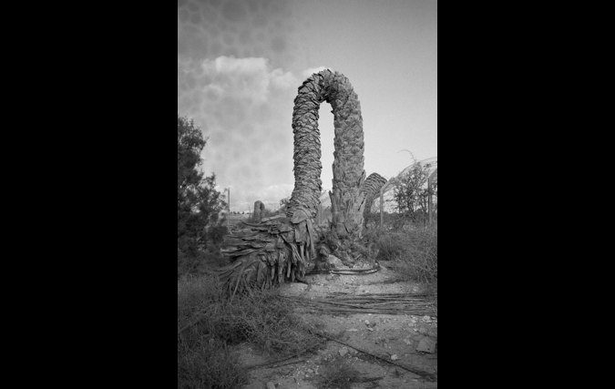 נועם שוג'נובסקי