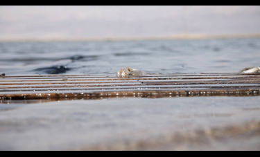 ניצן בקשי | היקסמות