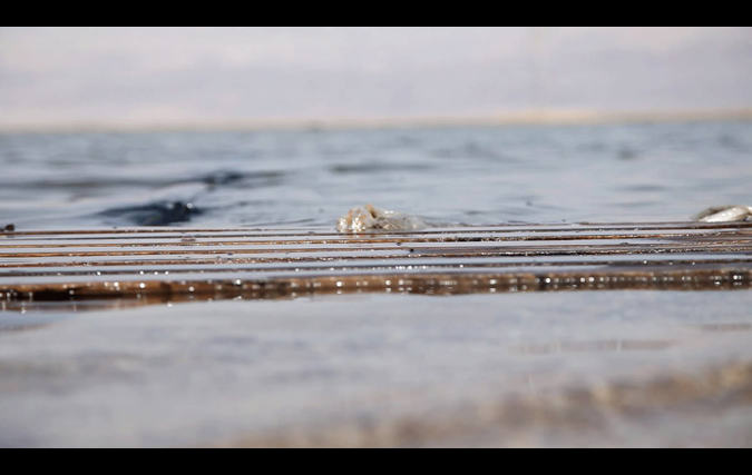 ניצן בקשי | היקסמות