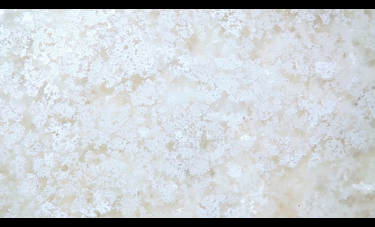 ניצן בקשי | היקסמות