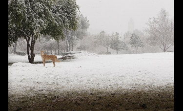 ראובן בן חיים | גרסת הצופה