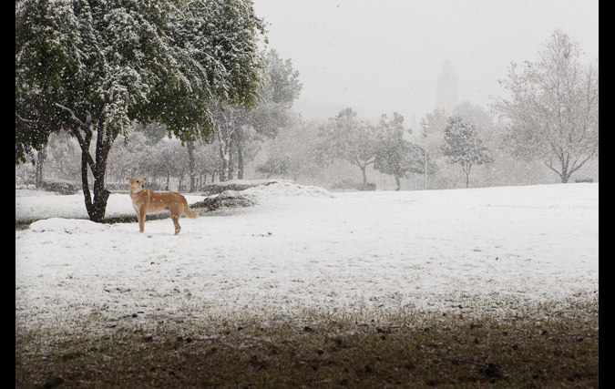 ראובן בן חיים | גרסת הצופה
