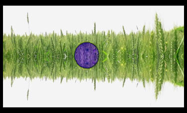 רגב שרף | מנמוסינה  