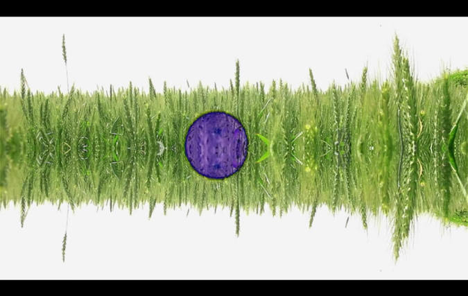 רגב שרף | מנמוסינה  