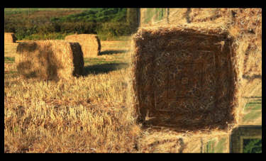 רגב שרף | מנמוסינה  