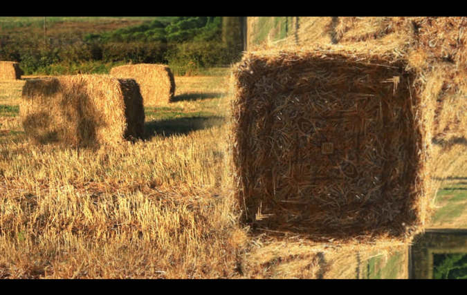 רגב שרף | מנמוסינה  