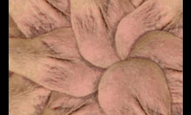 נמרוד וויסליב | חצי אי