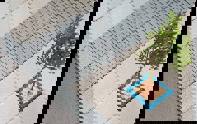 שפת רחוב | חן ברינדט