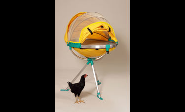 Jaja | עדי לבנה