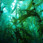 סמינר: "אצות ים מה הן ומה אפשר לייצר מהן?"