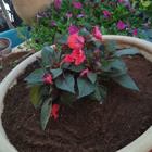 סטודנטיות פועלות בבית אבות בבית חנינה