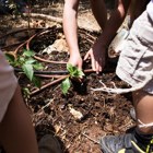 שיקום גינת רסקו