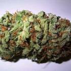 כיצד לעשות מהקנאביס ביזנס חוקי ומצליח?