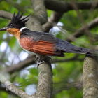 גברי הקוקייה