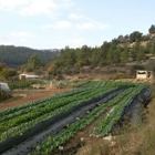 חקלאות צעירה בשיתוף הקהילה
