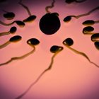 סמינר החוג למדעי הסביבה- האם המין הגברי בסכנה?