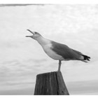 "מימים ימימה" - תערוכתה של נועה בן נון מלמד