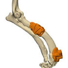 הרצאה מקוונת - רפואה מותאמת אישית עבור בעלי חיים