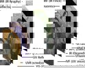 Multispectral Pigment Analysis (A. Cosentino)