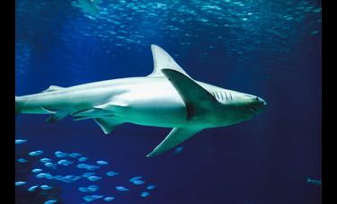 שי קורנבליט