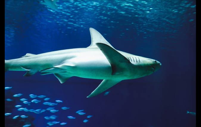 שי קורנבליט