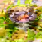 שנה טובה ומתוקה מהמכללה האקדמית הדסה