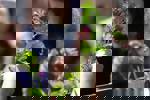 איסוף דגימות צמחים במסגרת פרויקט המחקר 'ביו-אקפלור'