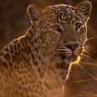 כיצד פחד מטורף משפיע על מחזור חומרים במערכות אקולוגיות