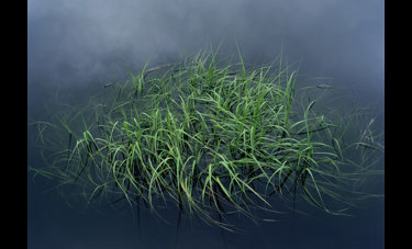 CACHE MEMORY | דנה סטרלינג