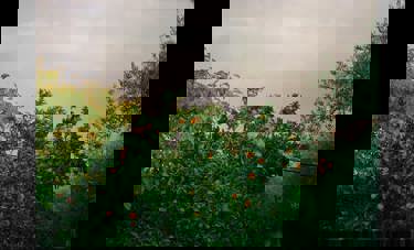 היו דברים מעולם | חמוטל וכטל