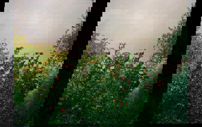 היו דברים מעולם | חמוטל וכטל