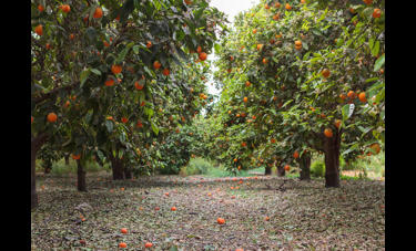 תמונה ריקה | יואב פלד