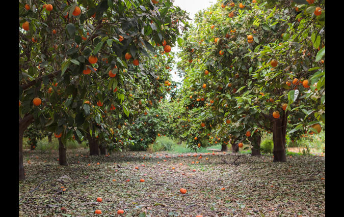 תמונה ריקה | יואב פלד