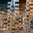 תערוכת "טבע צרוף" בגן החיות התנ"כי בירושלים