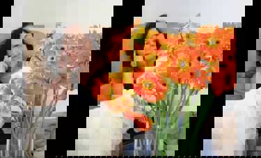 צילום: חיים קול