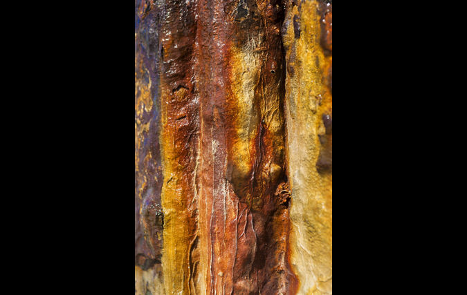 צילום: יורם רשף Blood Bank