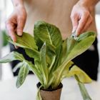 הרצאת אורח עם פרופ' איליה רסקין בנושא צמחים ובריאות האדם